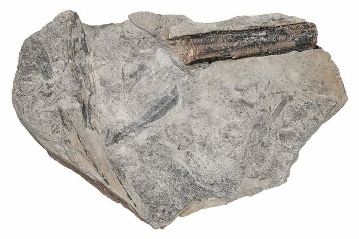 Pennsylvanian Flora Fossil Plate - Kentucky #214235